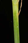 Bristly flatsedge